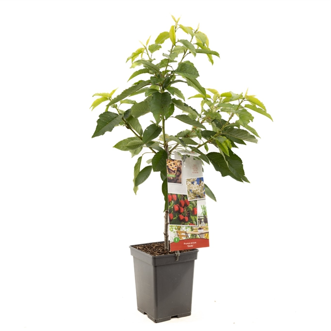 Körsbär – Prunus avium 'Stella' - C5 60-80 CM Patio